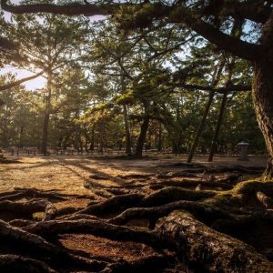 入選 「忍びよる」 松永　芳基