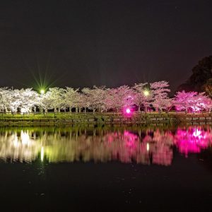 佳作 「夜桜リフレクション」 谷　義和