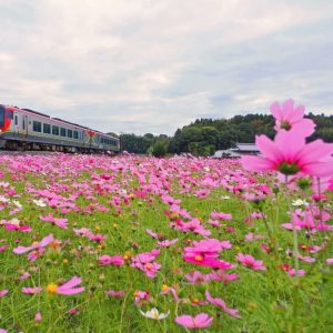 優秀賞 「コスモス列車」 松本　省五