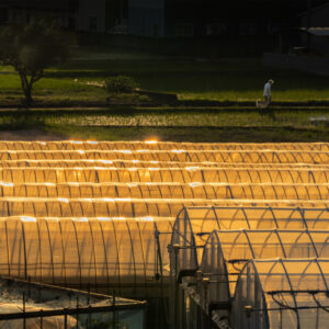 入選 「あぜ道のさんぽ」 砂川　秀男