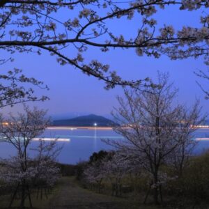 入選 「待ちに待った桜のアーチ」 柏原　宏