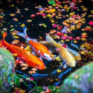 佳作 「紅葉を泳ぐ」 岡谷　泰秀